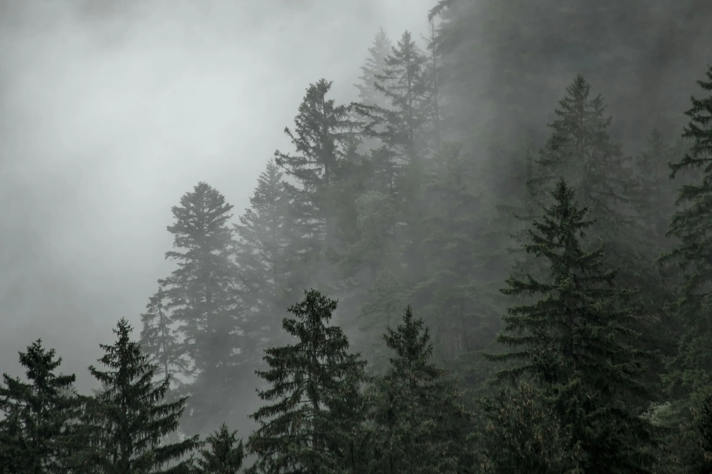 Tall pine trees standing in fog.